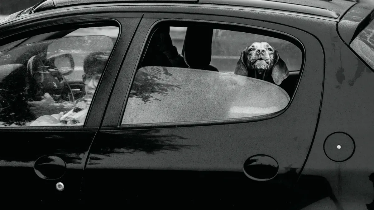 A small dog panting and drooling while riding in the back seat of a car