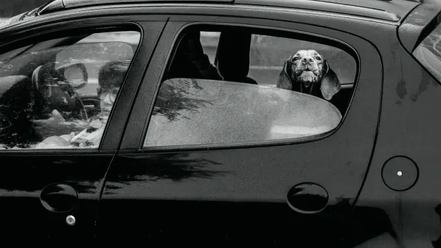 A small dog panting and drooling while riding in the back seat of a car