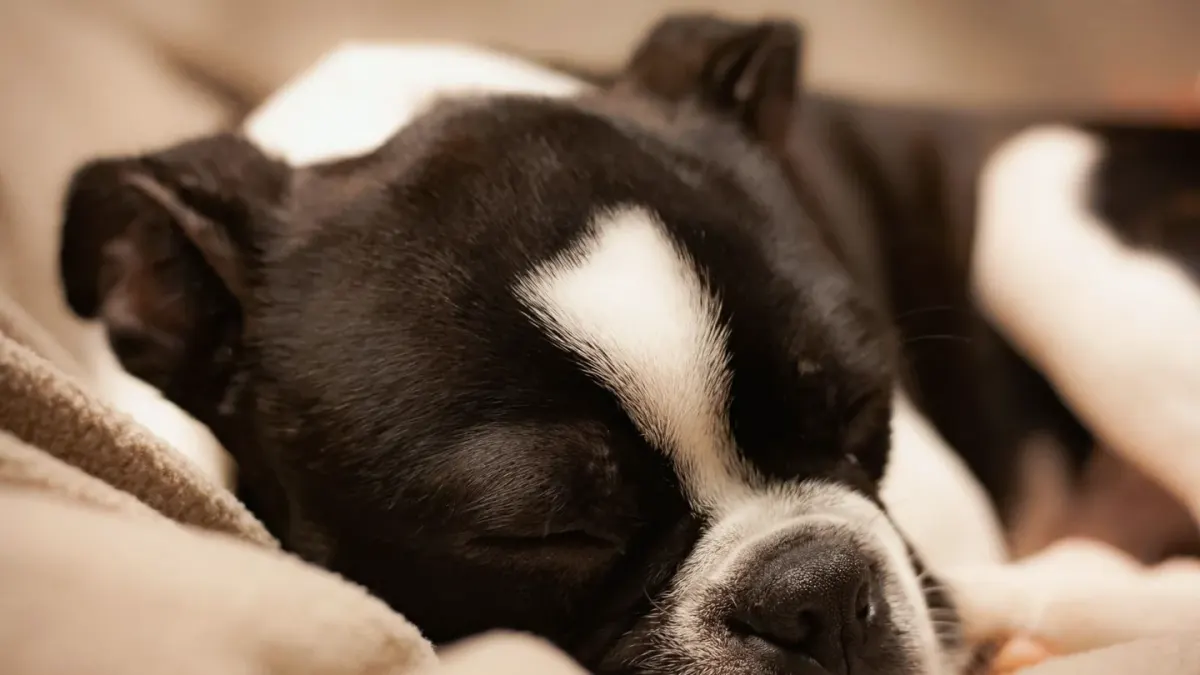 A small dog sleeping curled up on a bed under soft lamp light