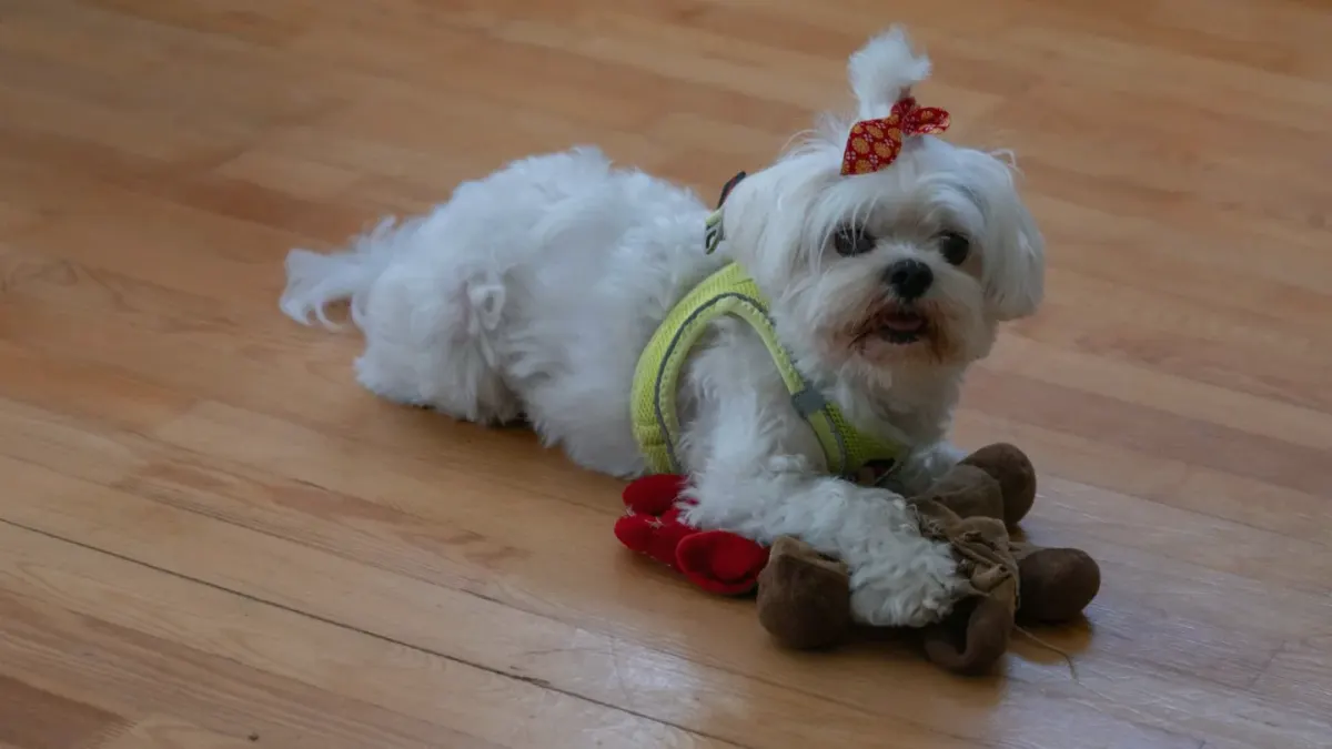 A small dog sniffing a peeled banana on a kitchen floor