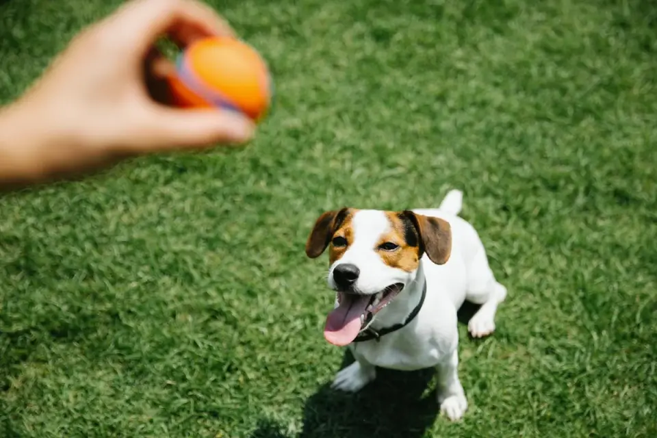 A small terrier takes a soft chew treat from its owner&#x27;s hand