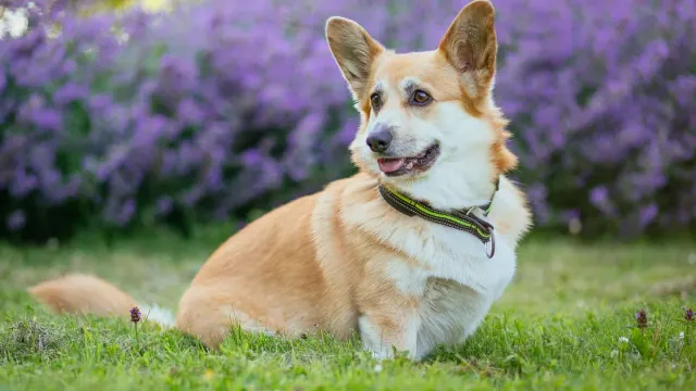 A tri-color Cardigan Welsh Corgi with a full tail standing beside a Pembroke Welsh Corgi with a docked tail