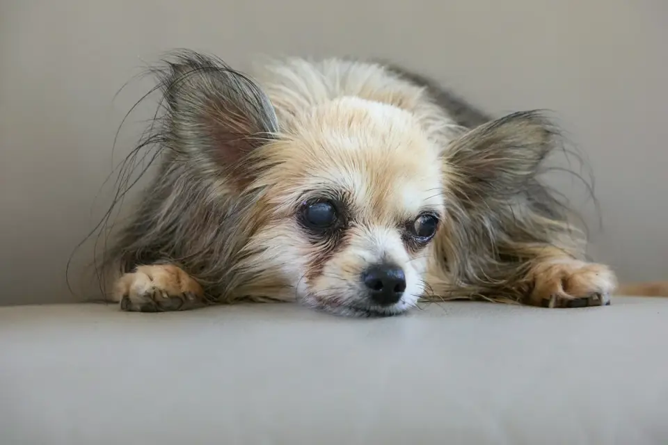 A veterinarian gently checking a small senior dog's hind leg
