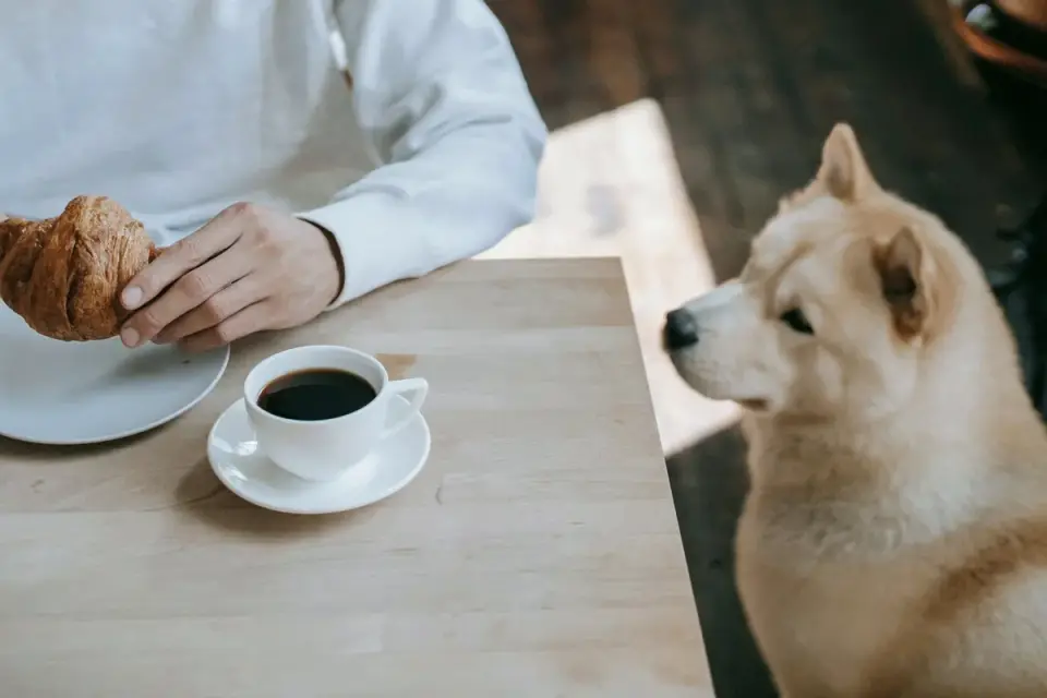 A veterinarian palpating a dog&#x27;s abdomen during a routine exam