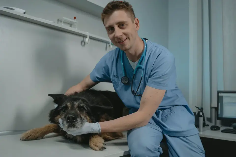 A veterinarian with a dog in a clinic