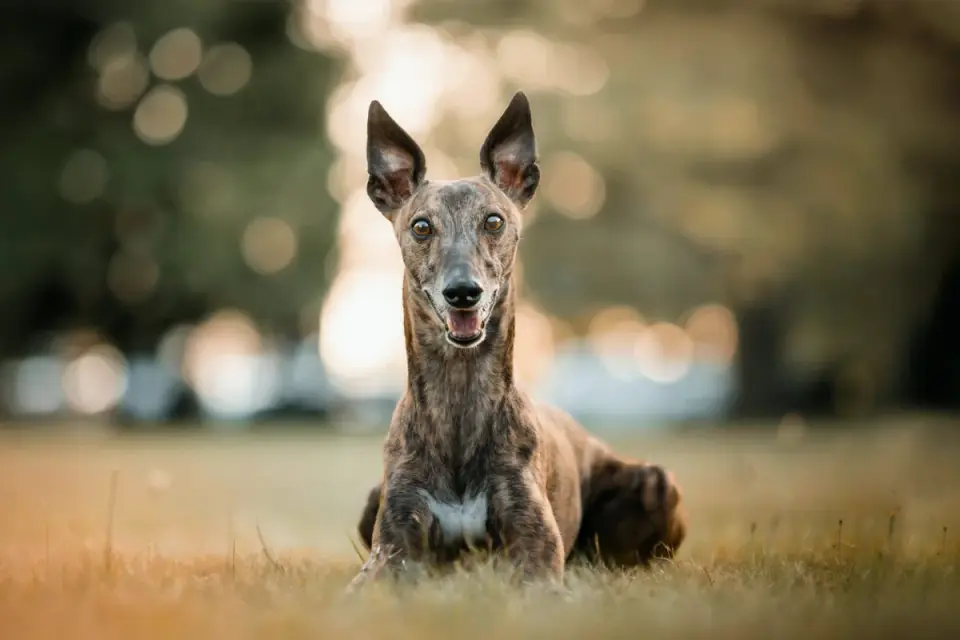 A whippet mid-sprint in a fenced backyard