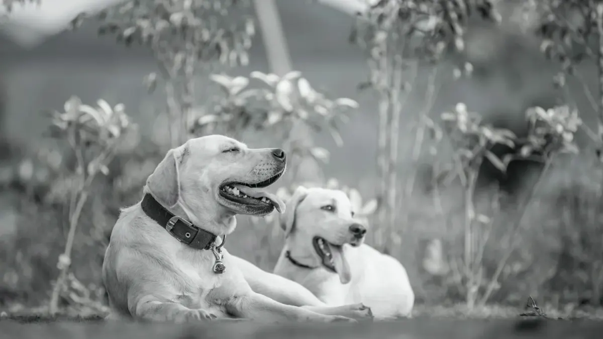 A yellow Labrador and a Golden Retriever standing together on a grassy path