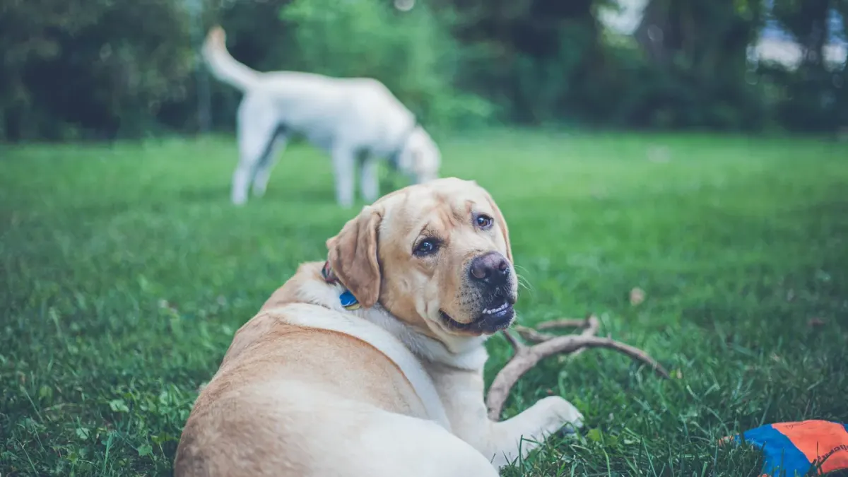 A yellow Labrador puppy sitting on grass and looking up