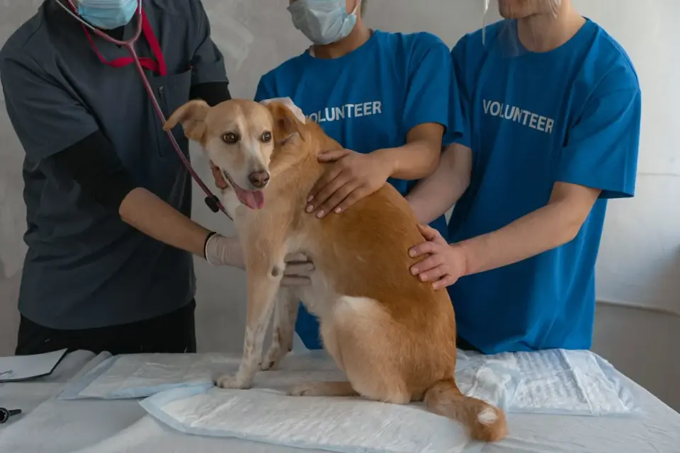 A young Labrador puppy on an exam table during a wellness visit