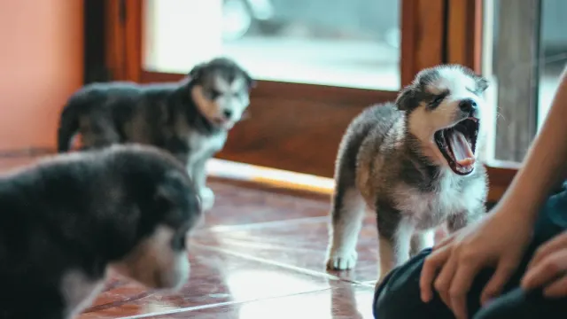 A young puppy gently mouthing an owner's hand during a play session