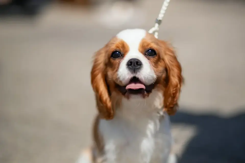An adult Cavalier King Charles Spaniel resting calmly beside its owner on a couch