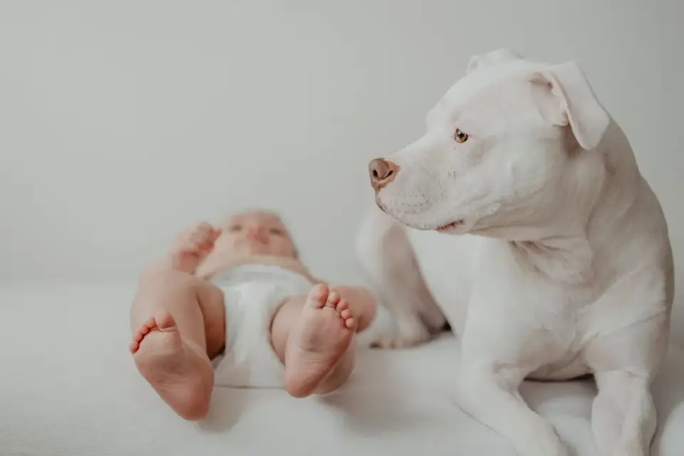 An adult dog lying close to its owner&#x27;s feet during a thunderstorm