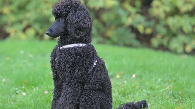 An apricot Standard Poodle sitting beside a shaggy-coated goldendoodle on grass