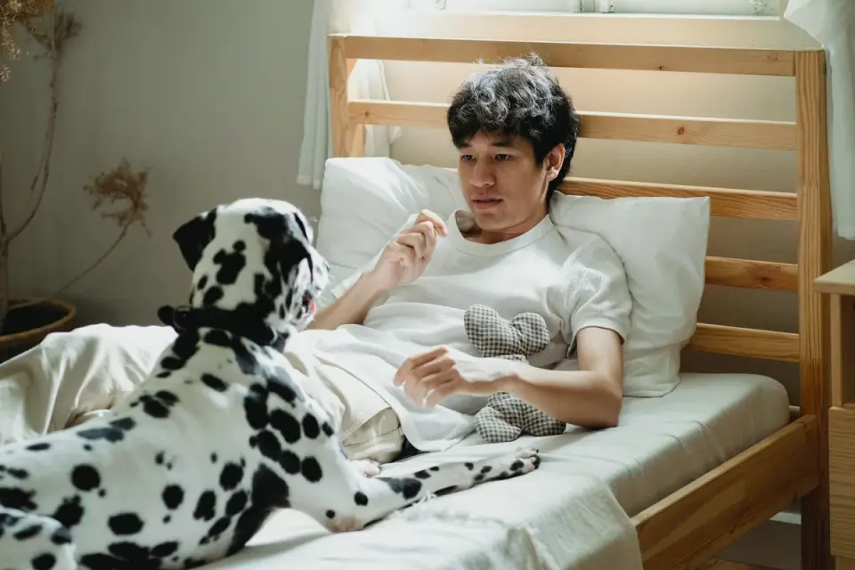 An owner giving a soft calming chew to a relaxed dog lying on a bed
