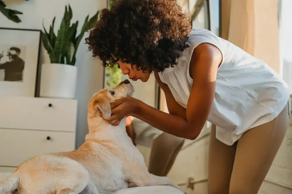 An owner offering a chewable supplement to a Labrador retriever in a kitchen