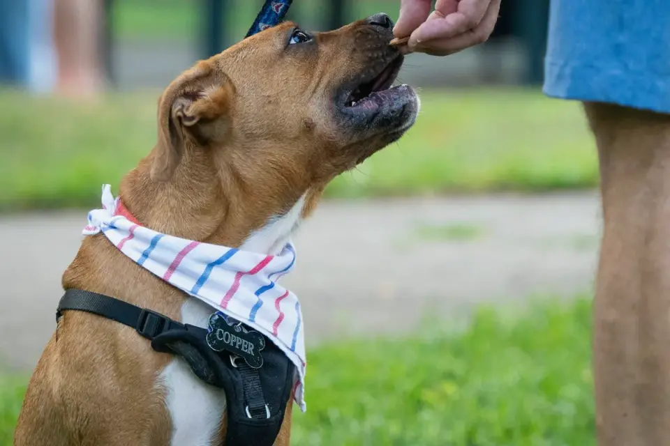 An owner offering a soft chew to their dog during an evening wind-down routine