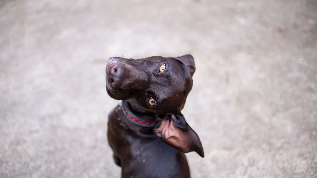 Attentive dog with an owner