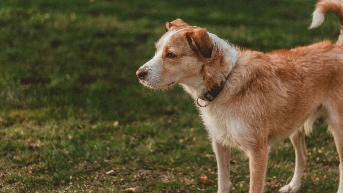 Attentive dog with an owner
