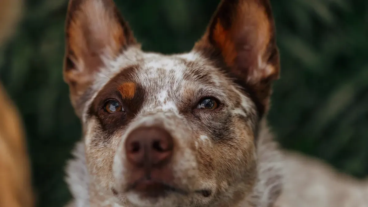 Attentive dog with an owner