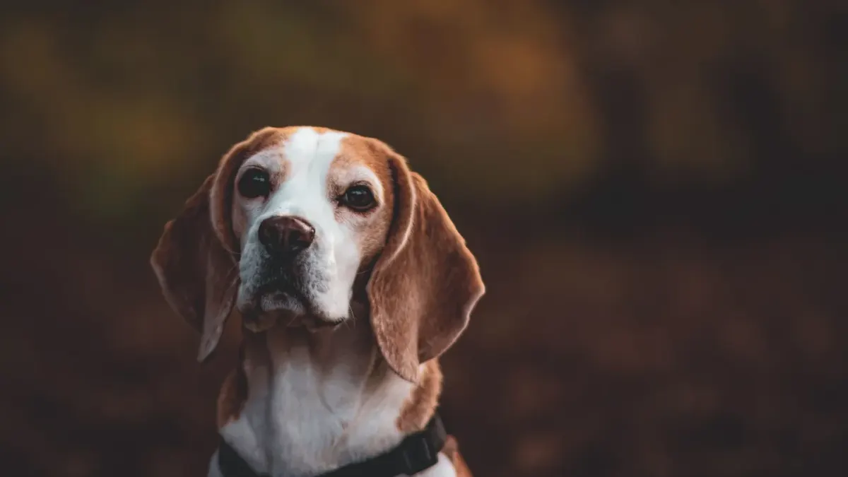 Beagle outdoors