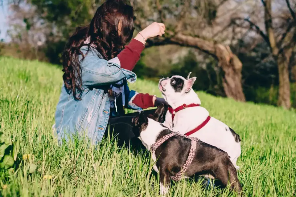 Boston Terrier running across a grassy park on a leash