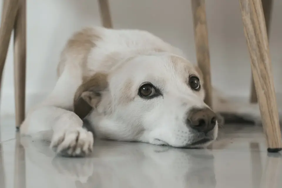 Calm dog resting at home