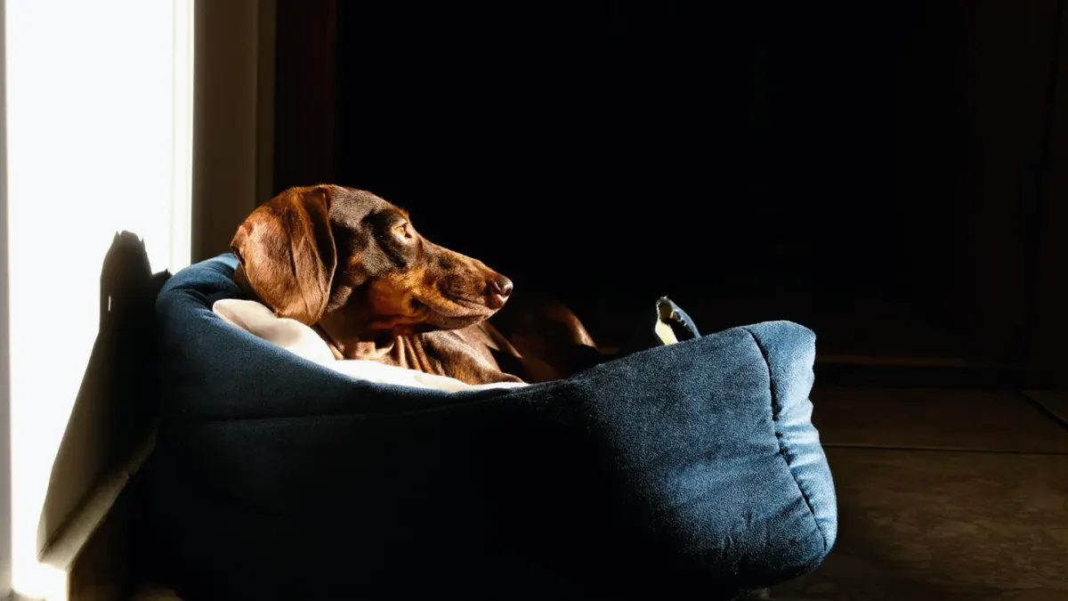 Calm dog resting at home