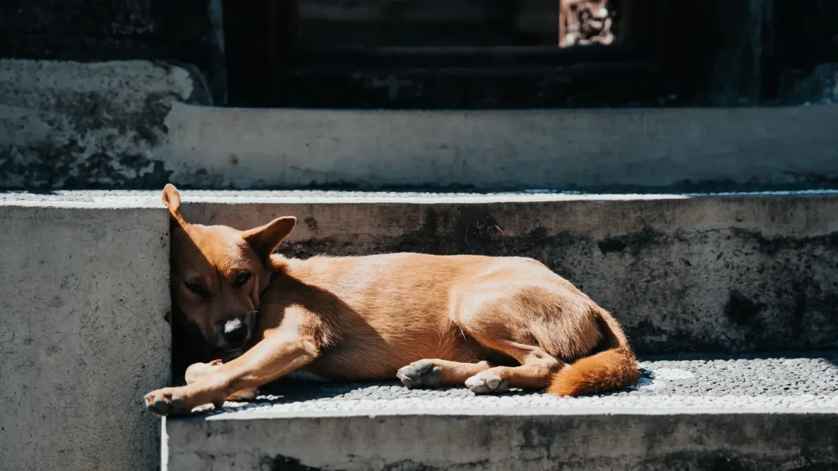 Calm dog resting at home