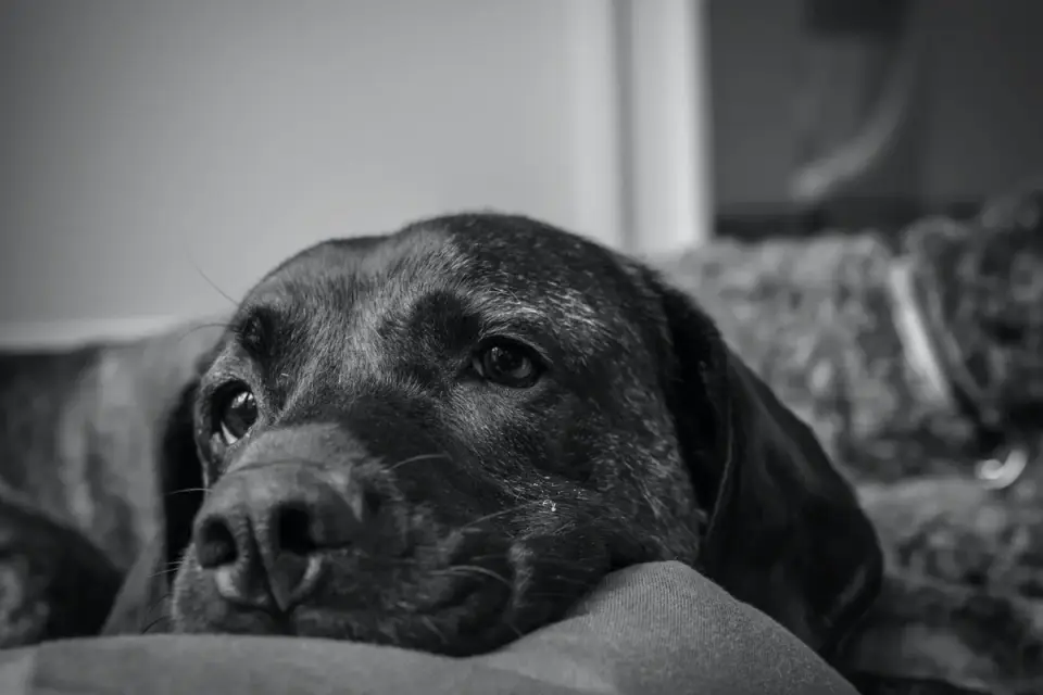 Calm dog resting at home