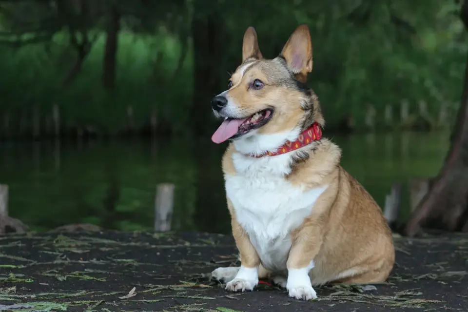 Cardigan Welsh Corgi standing in grass showing its long, full tail