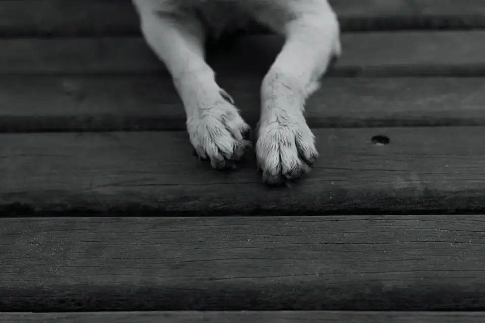 Close-up of a dog&#x27;s paw resting on a wood floor