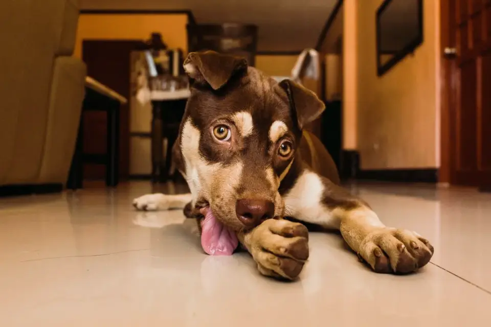 Close-up of a dog&#x27;s paw resting on a wood floor