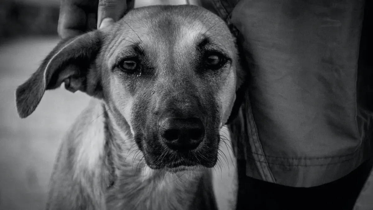Dog and owner together
