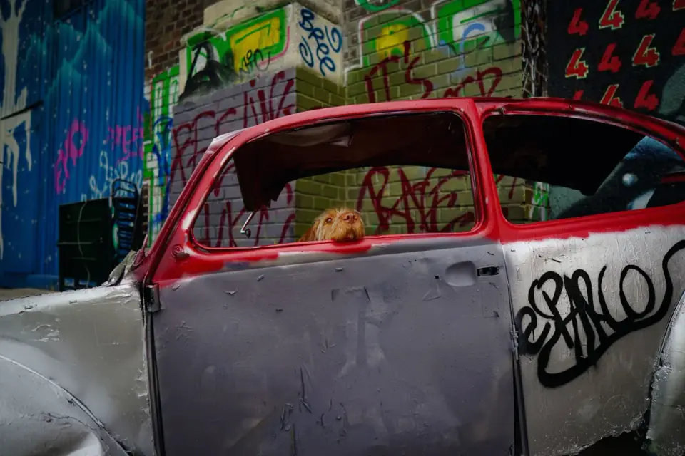 Dog at a car window