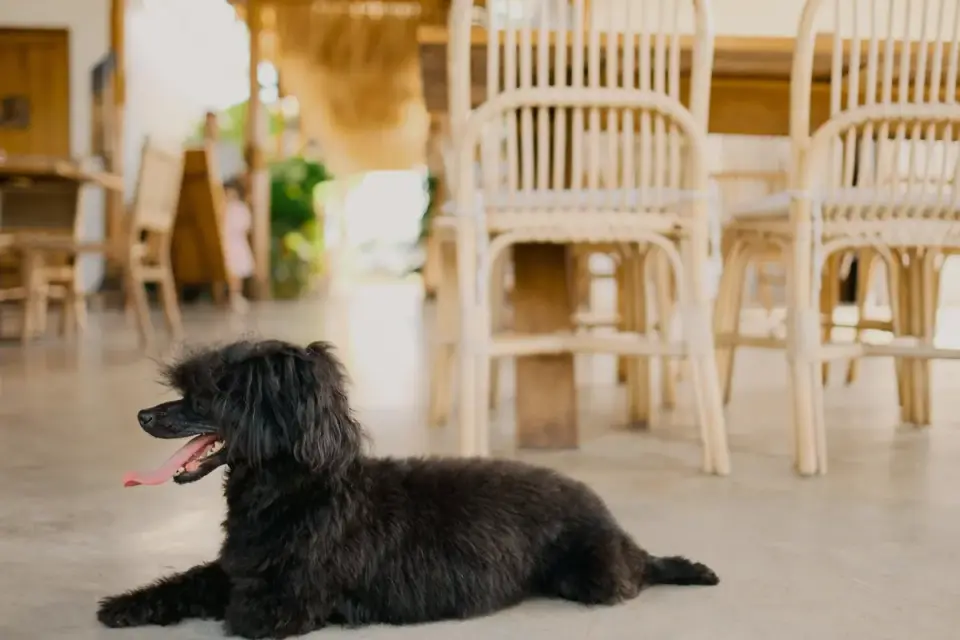 Dog at home near a kitchen
