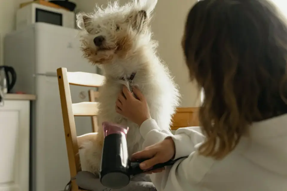 Dog at home near a kitchen