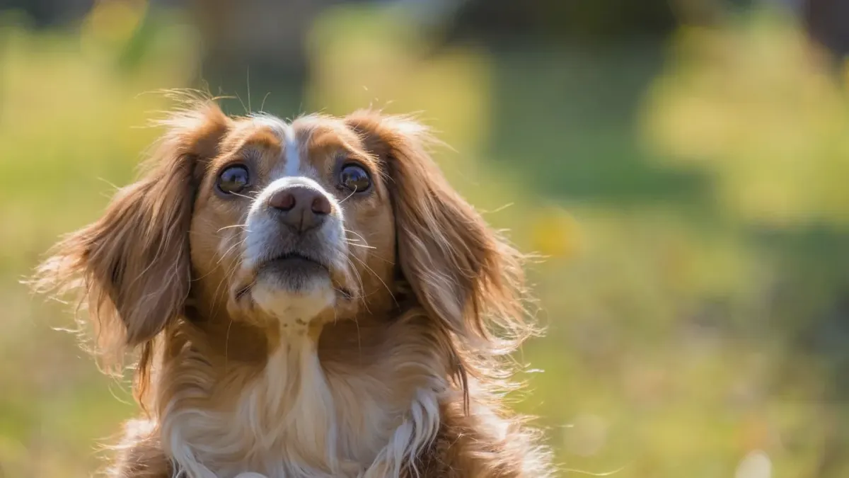 Dog barking outdoors