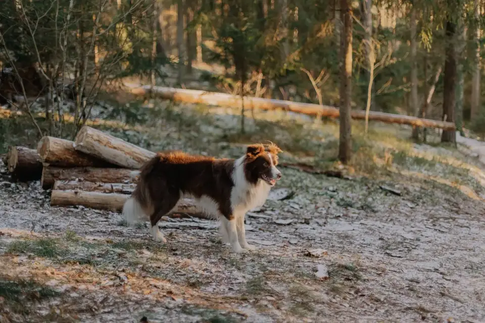 Dog barking outdoors
