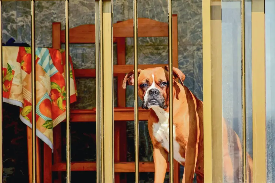 Dog by a door