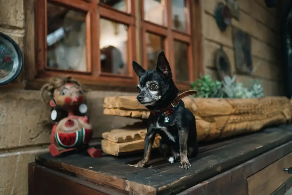 Dog by a door