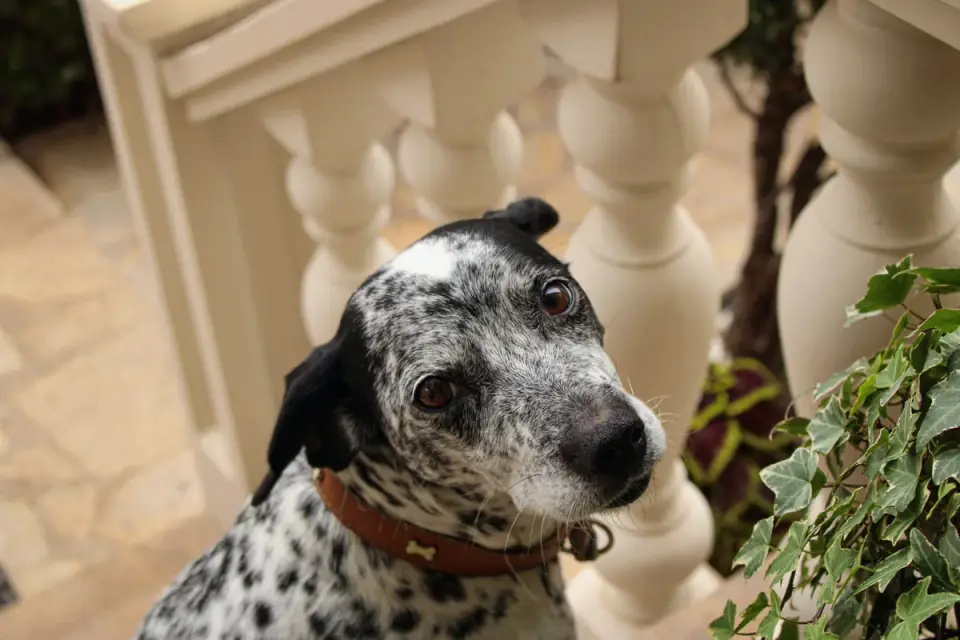 Dog by a door