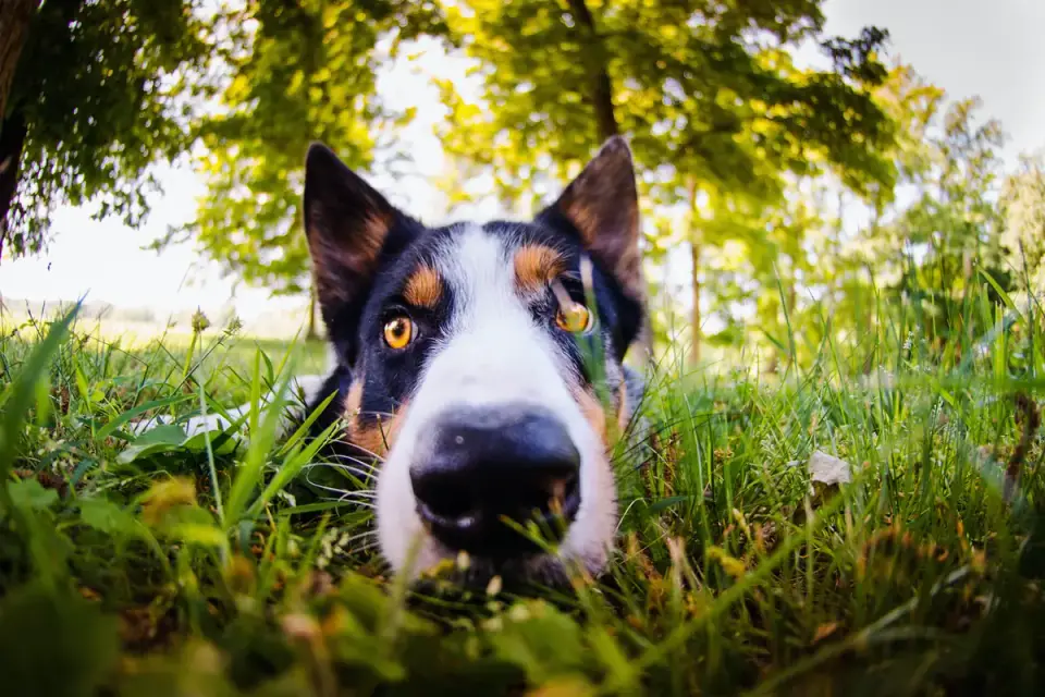 Dog close to a bowl