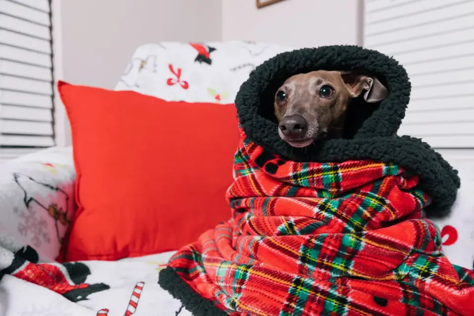 Dog curled on a blanket