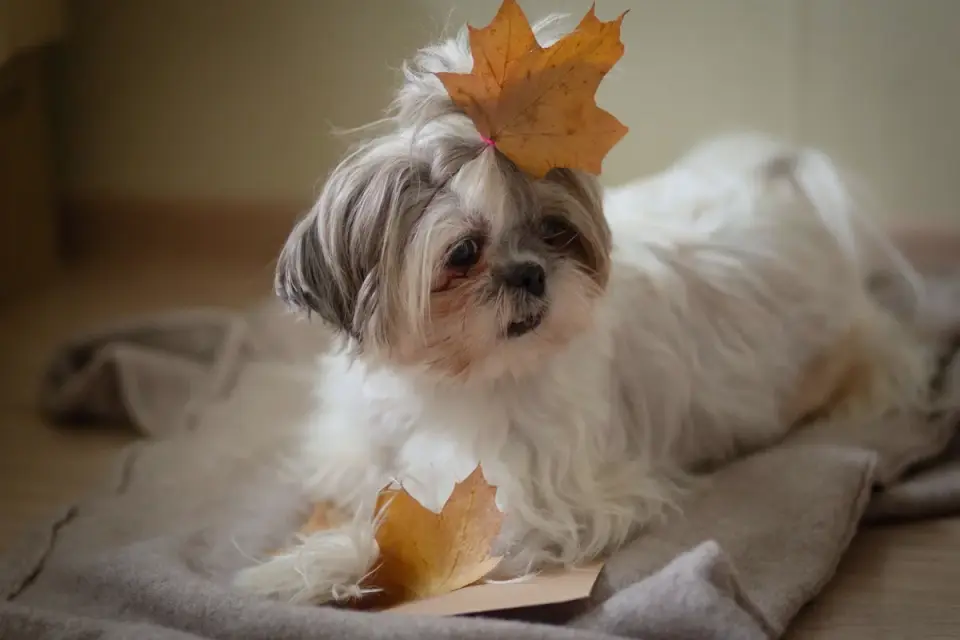 Dog curled on a blanket