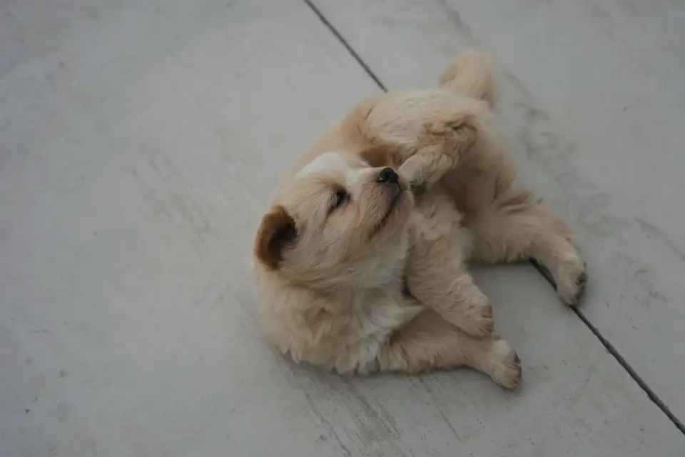 Dog eating a supplement chew from a bowl on a kitchen floor