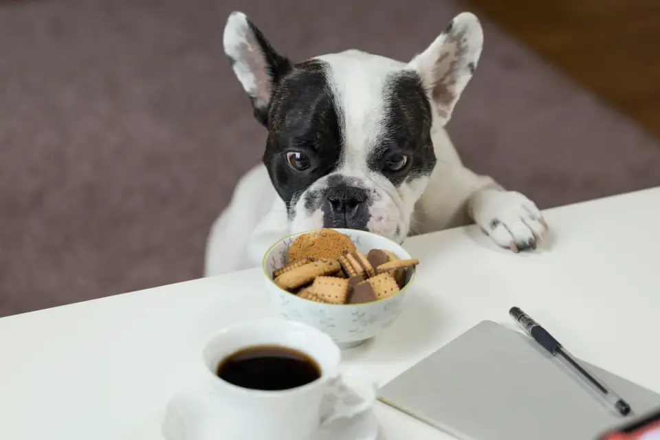 Dog eating from a bowl at home