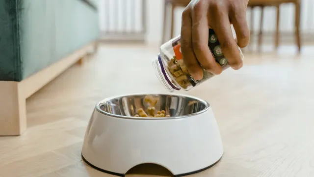 Dog eating from a bowl