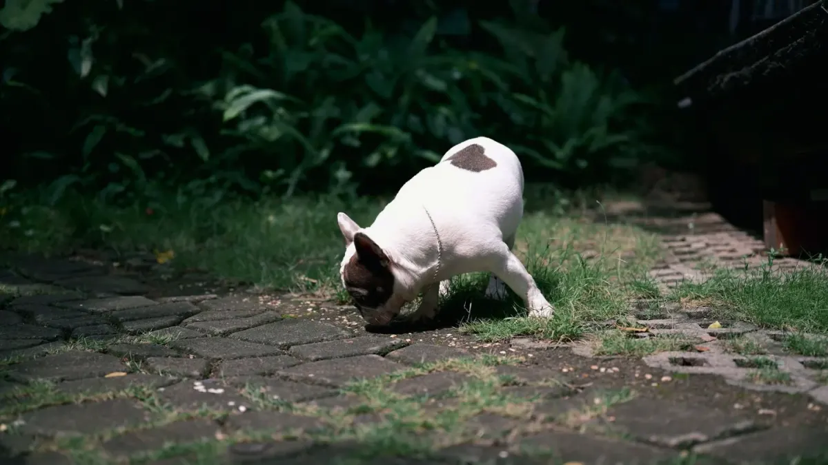 Dog eating from bowl at home