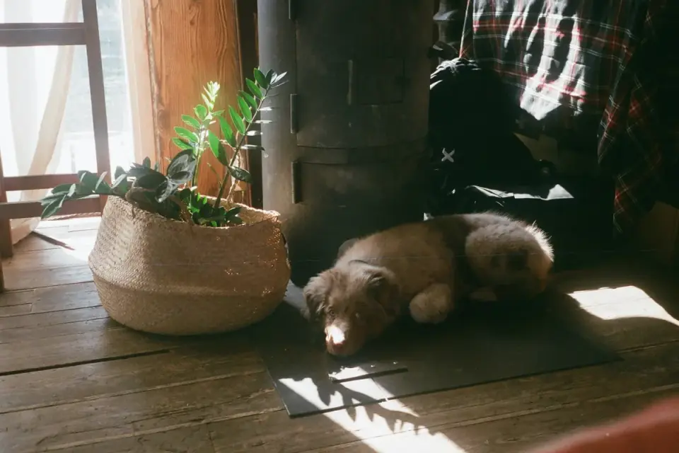 Dog eating from bowl at home