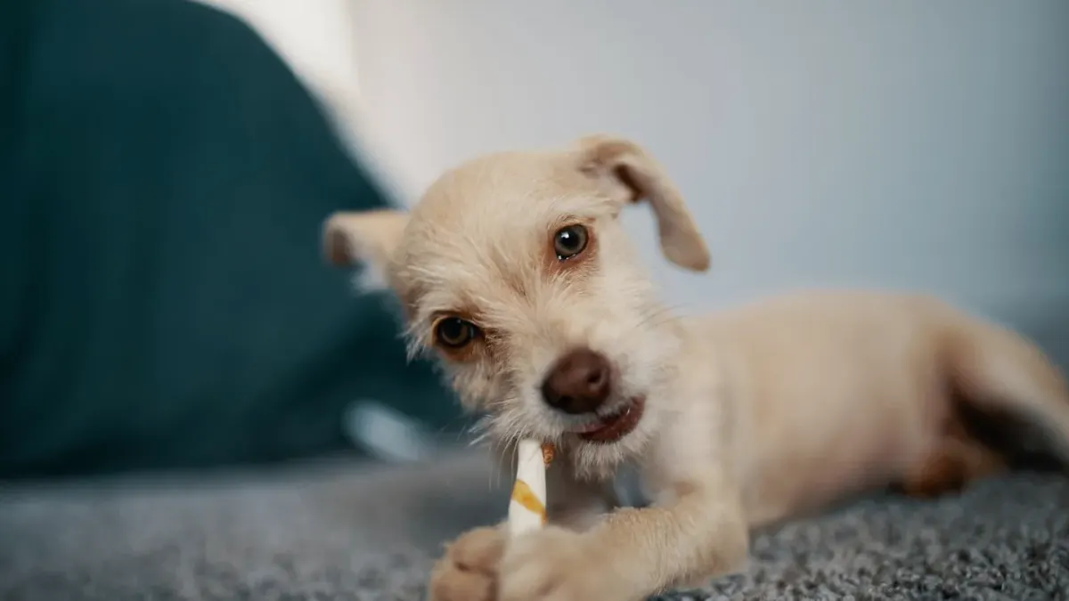 Dog eating from bowl at home